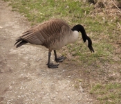 2014 04 27 WestwoodHills 024